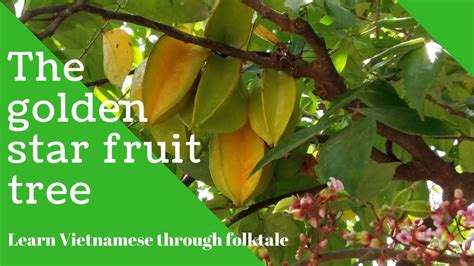  Golden Starfruit: A Delicious Tale of Vietnamese Folklore and Ambitious Dragons?