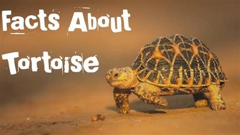  The Tortoise and the Bird:  A Slow but Steady Lesson in Cleverness and Courage!